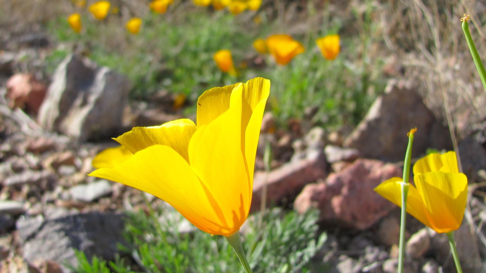 Blooming in the park